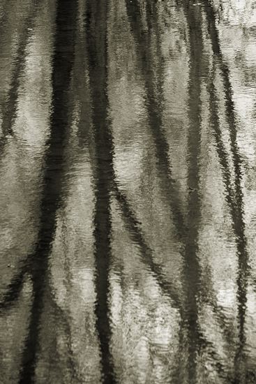 Cumberland Plateau;TNC;Textures;Shapes;Patterns;Abstractions;Abstract;Reflections;Reflection